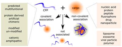 Approaches for evaluation of novel CPP-based cargo delivery systems